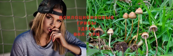 прущие грибы Кинешма
